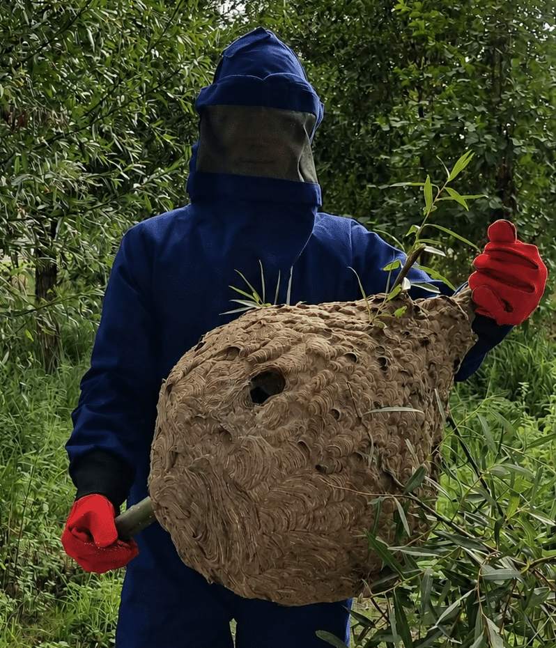 Aziatische hoornaar nest groot
