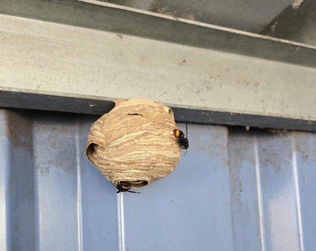 Aziatische hoornaar nest in opbouw
